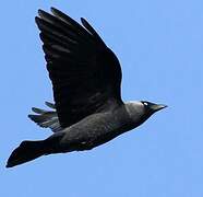 Western Jackdaw