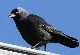 Western Jackdaw