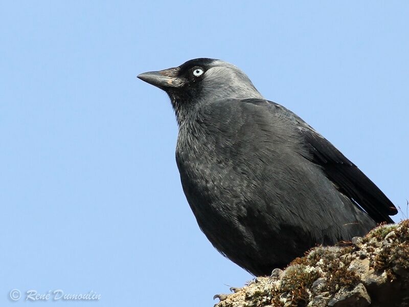 Western Jackdawadult, identification