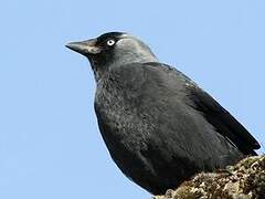 Western Jackdaw