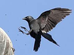 Western Jackdaw