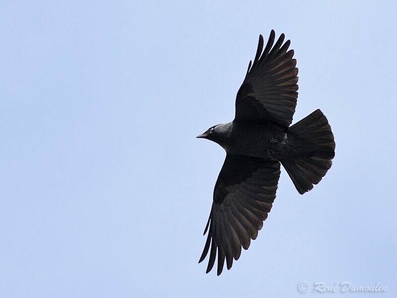 Western Jackdawadult, Flight