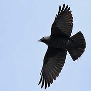 Western Jackdaw