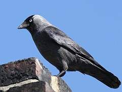 Western Jackdaw