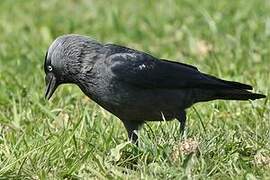 Western Jackdaw