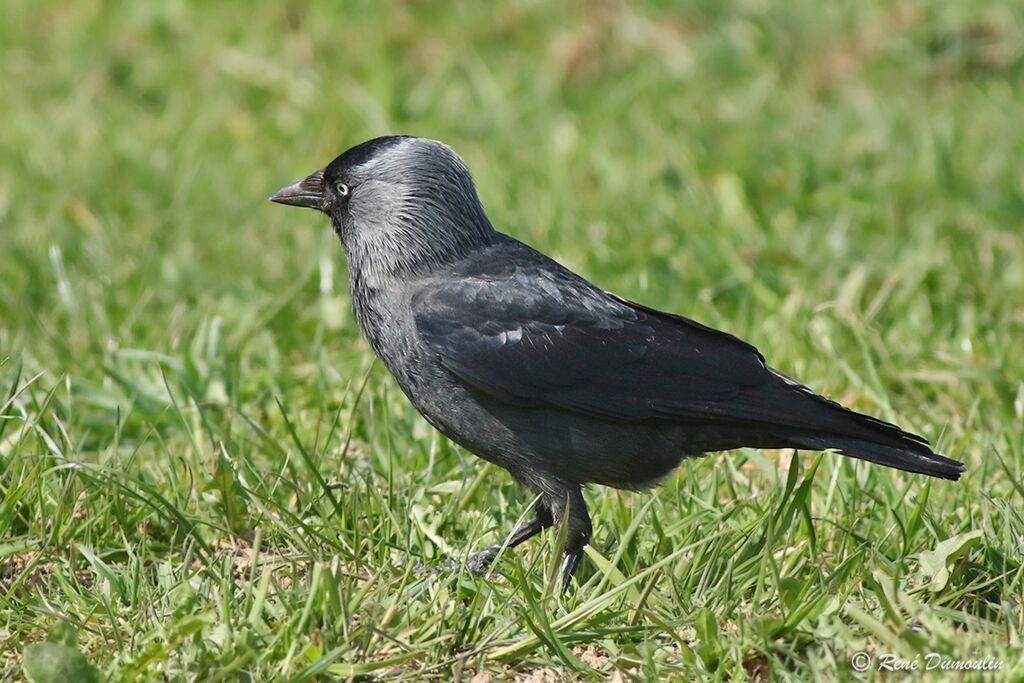 Western Jackdaw male adult breeding, identification