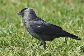 Western Jackdaw