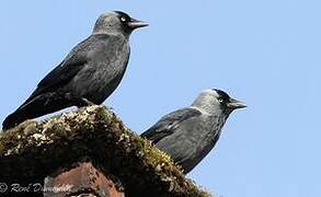 Western Jackdaw