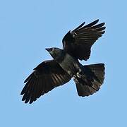 Western Jackdaw