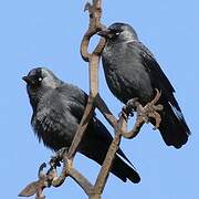 Western Jackdaw