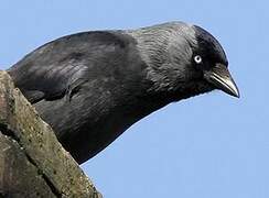 Western Jackdaw