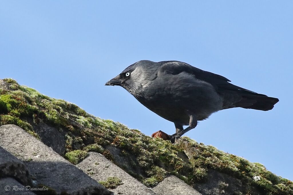 Choucas des toursadulte nuptial, identification, mange