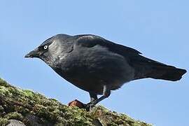 Western Jackdaw