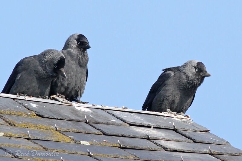 Western Jackdaw adult, identification