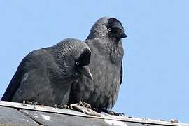 Western Jackdaw