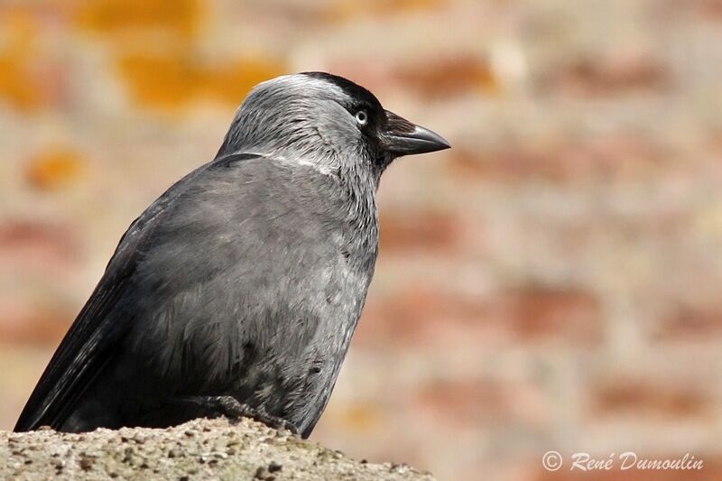 Western Jackdawadult, identification