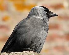 Western Jackdaw