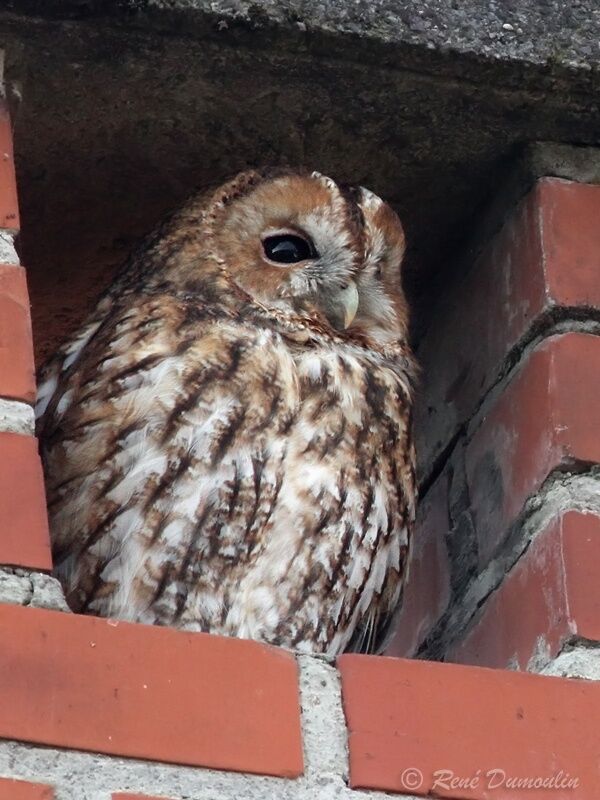 Tawny Owladult, identification