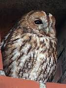 Tawny Owl