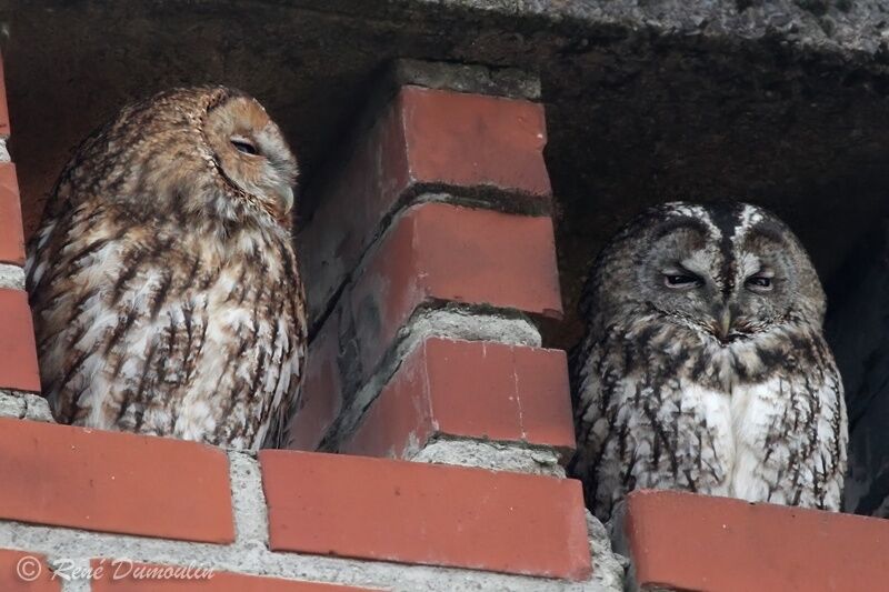 Tawny Owladult, identification, pigmentation