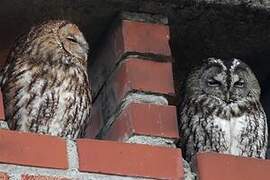 Tawny Owl