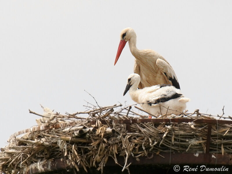 Cigogne blanche