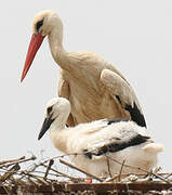 White Stork