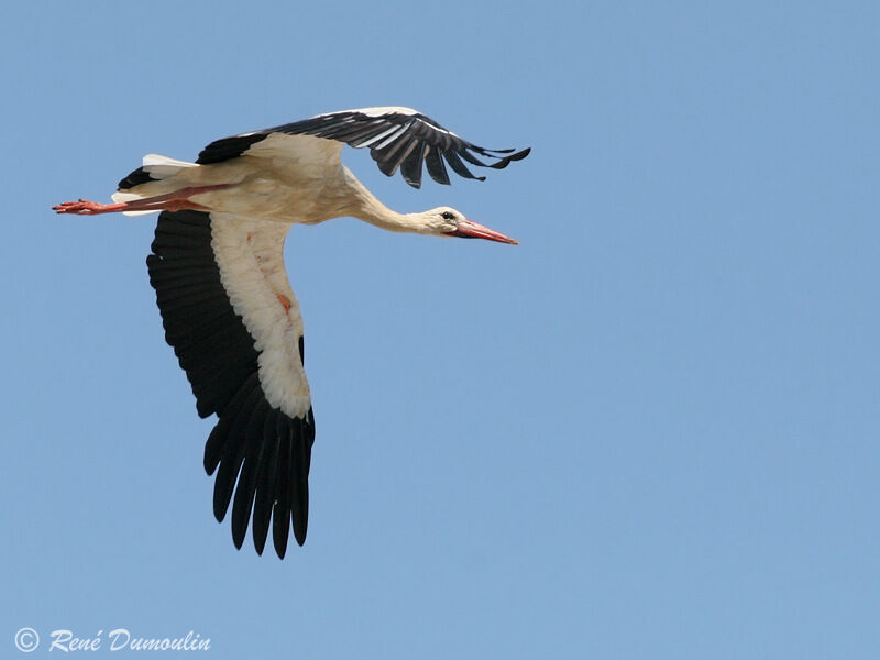 White Storkadult