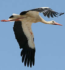 Cigogne blanche