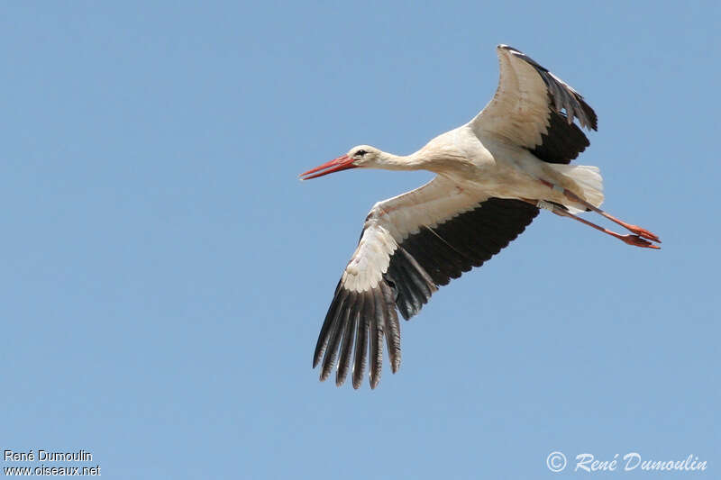 Cigogne blancheadulte, Vol