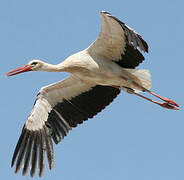 White Stork