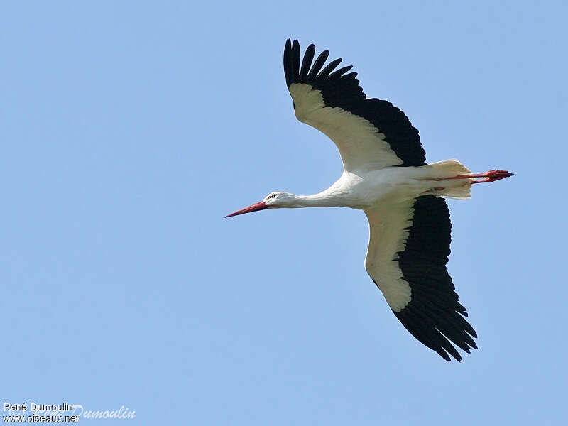 Cigogne blancheadulte, Vol