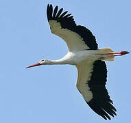 White Stork