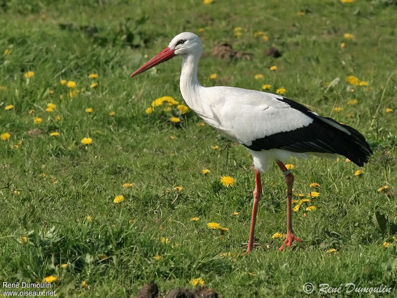 Cigogne blancheadulte, identification