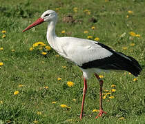 Cigogne blanche