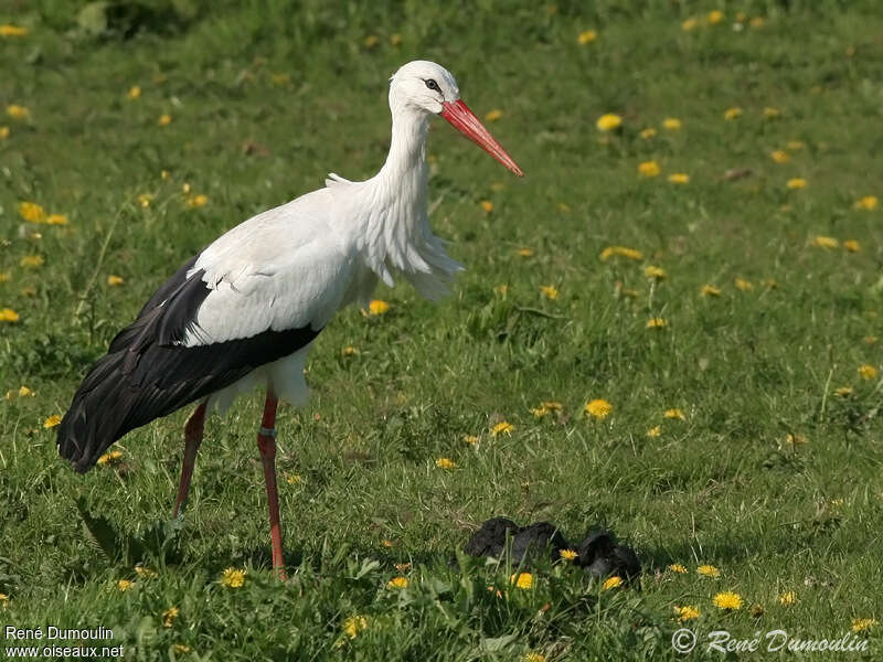 Cigogne blancheadulte, identification