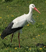 White Stork