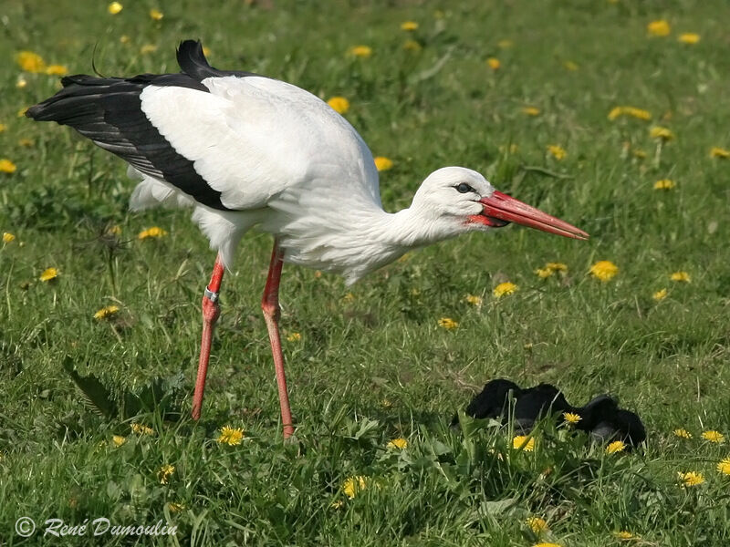 Cigogne blancheadulte, identification