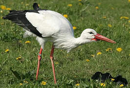 Cigogne blanche