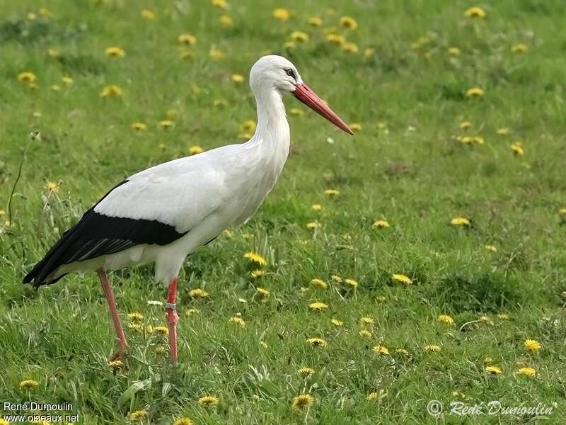 Cigogne blancheadulte, identification