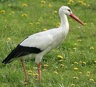 White Stork