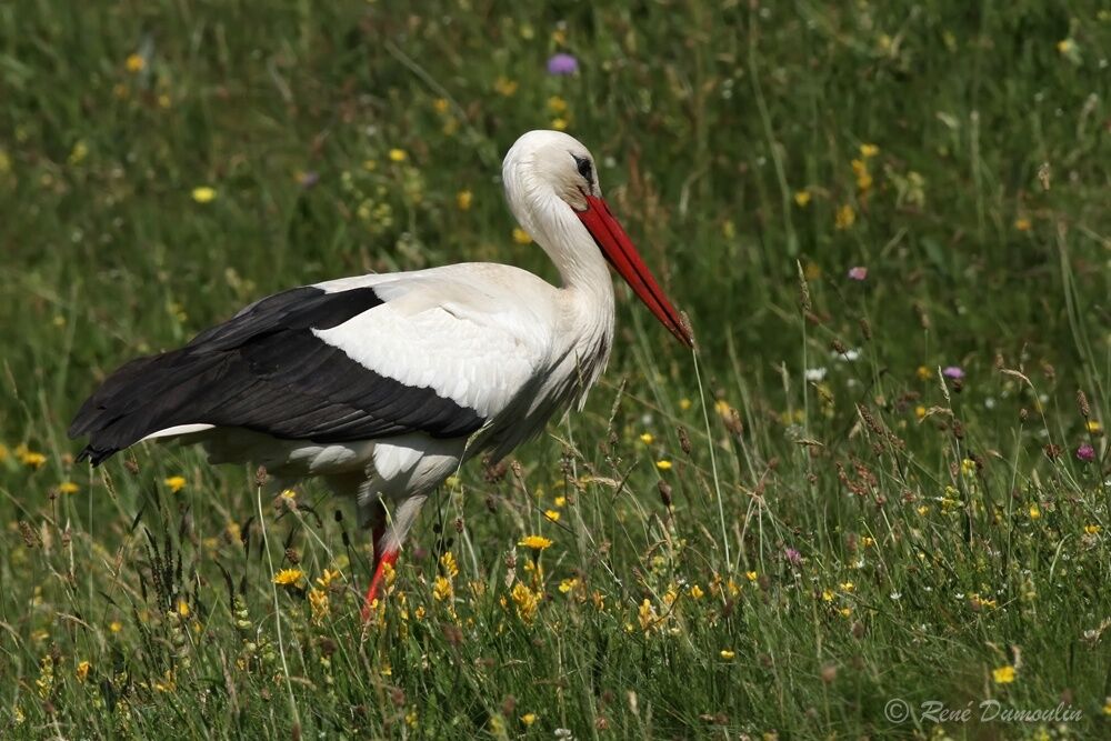 Cigogne blancheadulte, identification, marche