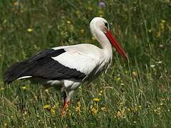 White Stork