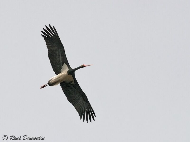 Cigogne noireadulte