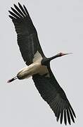 Black Stork