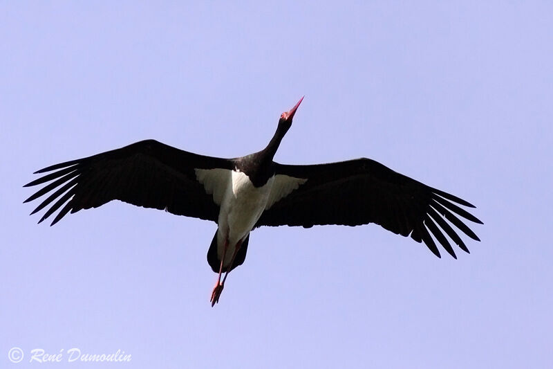 Cigogne noireadulte, Vol