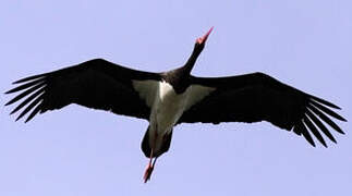 Black Stork