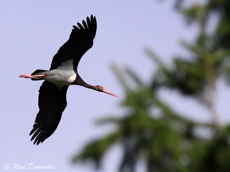 Black Storkadult, Flight