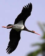 Black Stork