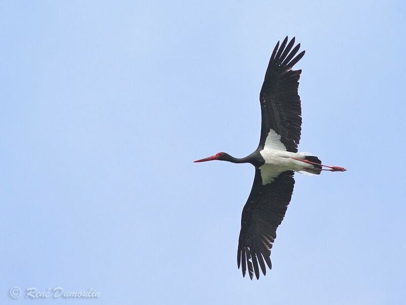 Cigogne noireadulte, Vol